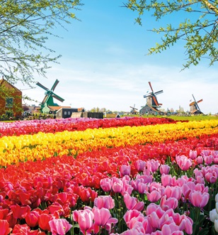 Amsterdam tulip field in bloom