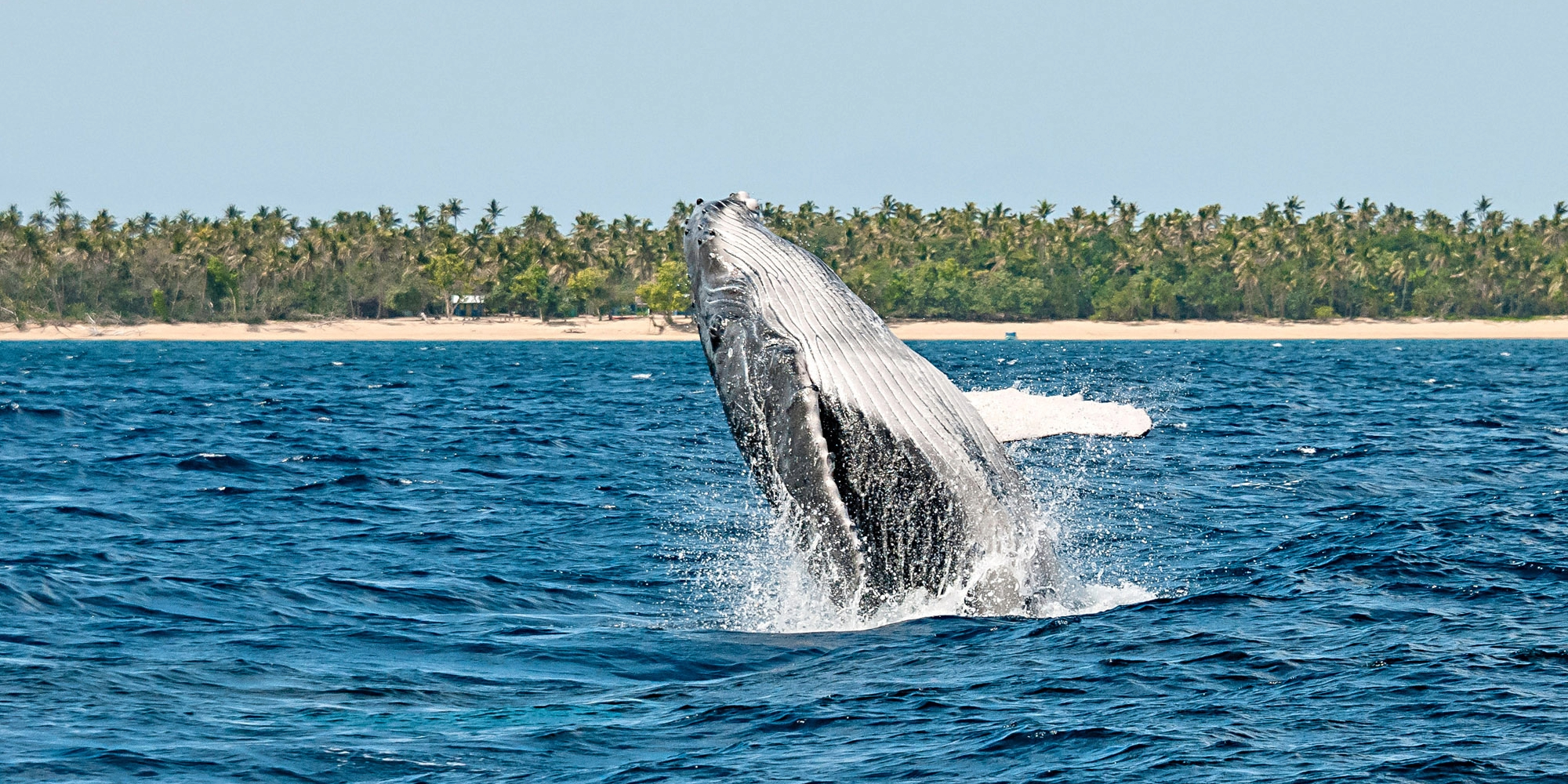 Humpback whale jumping out of sea