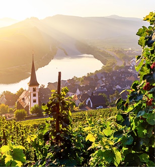 Aerial view of the Moselle river and village of Bremm with a vineyard and castle in the foreground