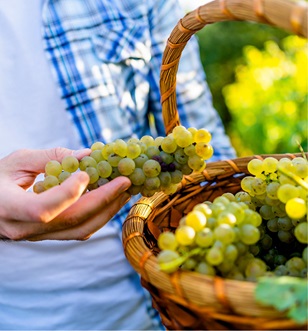 Farmer in blue plaid over shirt and white tshirt golding a basket of green grapes in one hand and a bundle of green grapes in the other hand