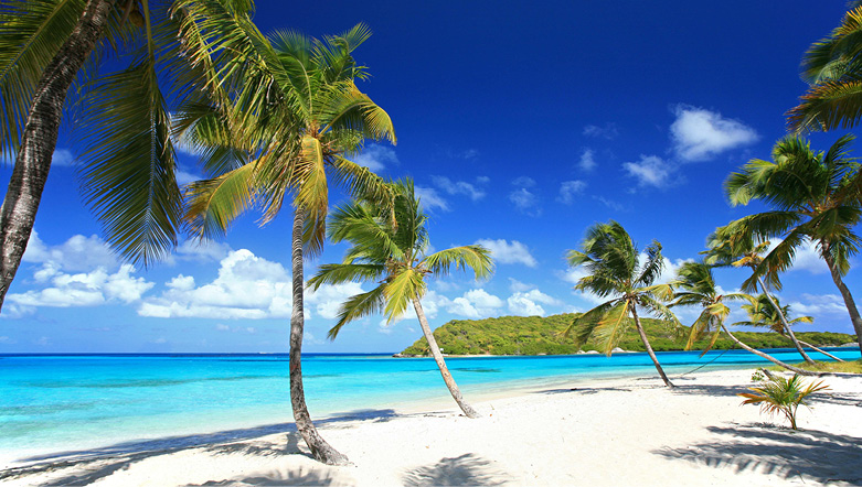 Palm trees at Tobago Cays
