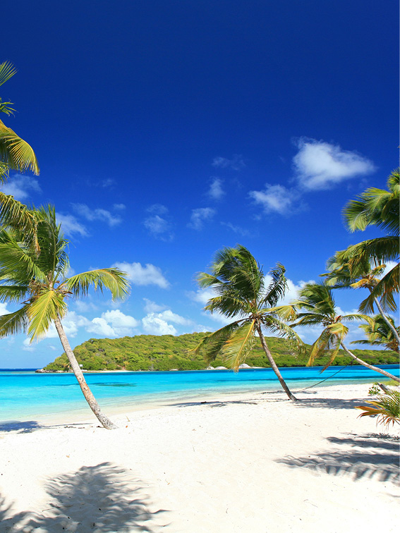 Beachfront on Tobago Cays in the Grenadines with white sand, vibrant blue water and numerous palm trees