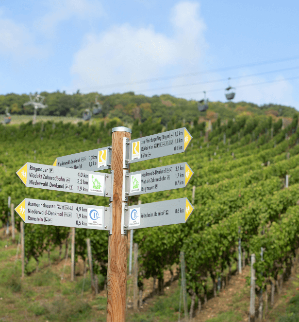 Vineyards in Rüdesheim, Germany