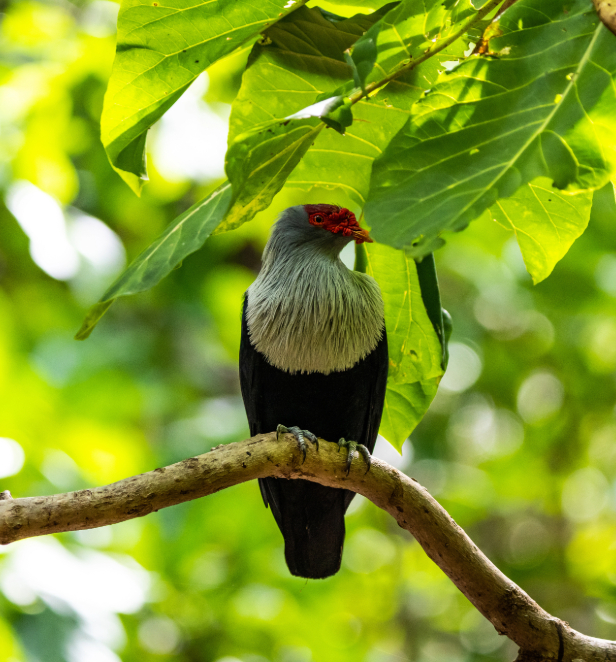 A blue pigeon perched on a branch.