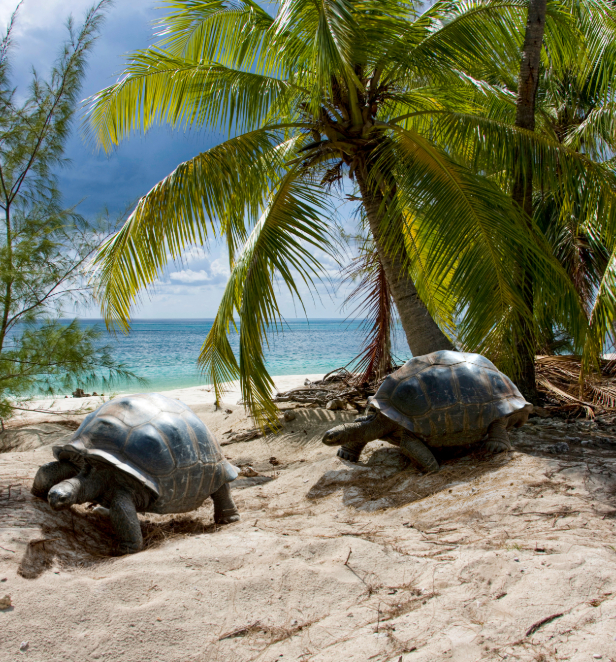Two tortoises walking along the sands of the Seychelles island, Aldabra.