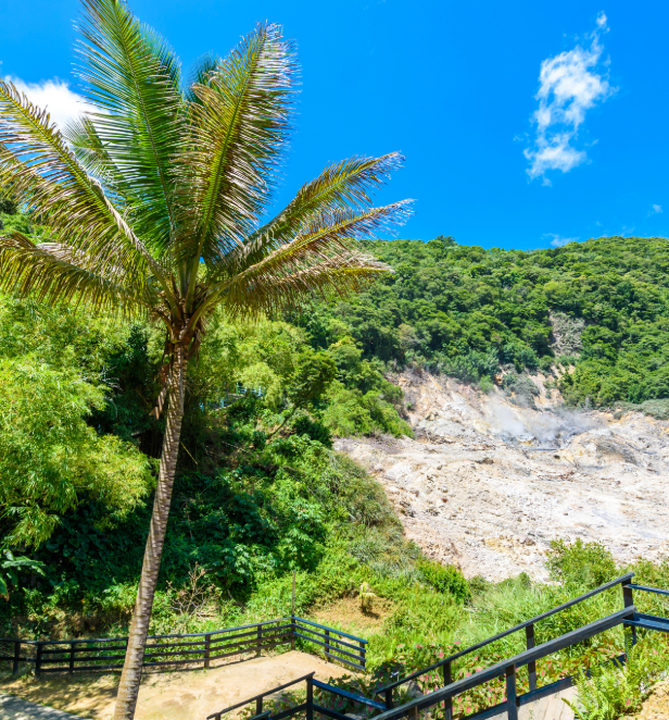 A volcano located in Saint Lucia nestled within some greenery with a palm tree pictured in front of it. 