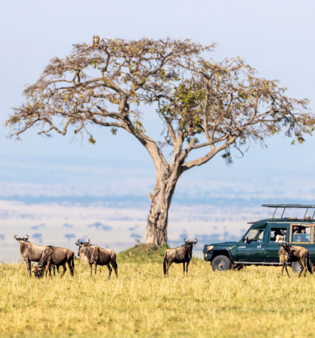 A safari vehicle parked in a field amongst a number of wildebeest in Kenya.