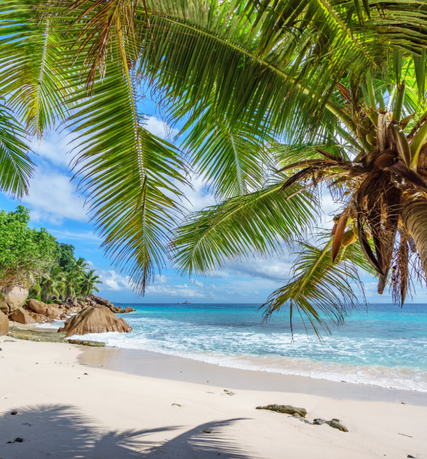 Palm trees on the island of la digue in the Seychelles.