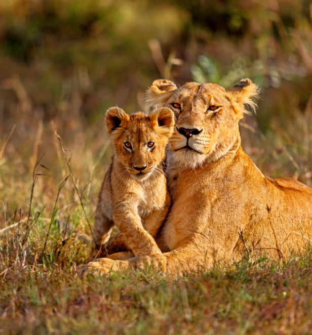 A lioness and her cub lying on the grass.