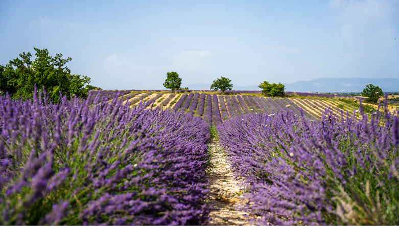 Lavendar fields in Provence
