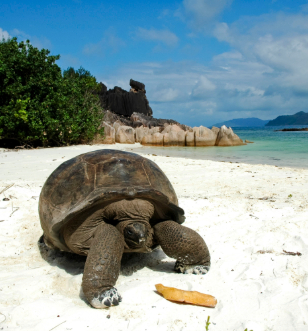 a tortoise on a white site beach accompanied by blue skies and cliffs behind 